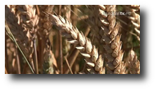 immagine di spighe di grano