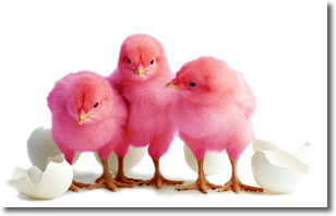 foto raffigurante tre pulcini ed alcuni gusci d'uovo