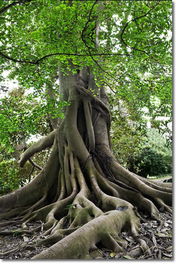 foto di un albero secolare con enormi radici che fuoriescono dal terreno
