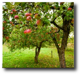 immagine di una pianta con frutta