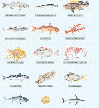 immagine di varie specie di pesci del mediterraneo