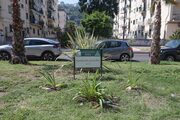 Inaugurati i giardini recuperati di viale Augusto