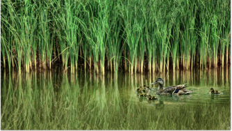 immagine di un fiume con anatre